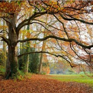 پوستر دیواری طبیعت